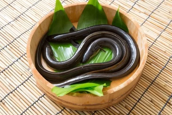 Giá Trị Dinh Dưỡng Của Thịt Lươn