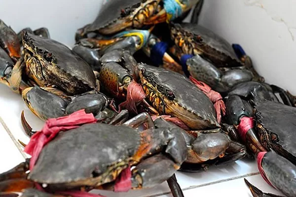Chọn cua ngon là bí quyết quan trọng