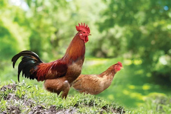 Cách Chọn Gà Tươi Ngon