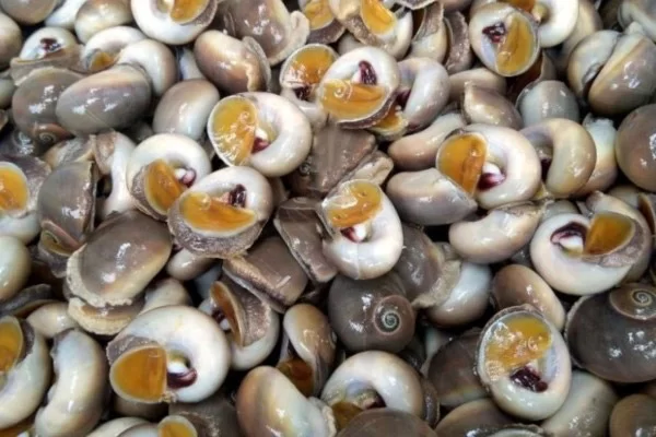 Ốc mỡ là ốc gì