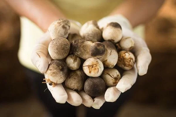 Cách chọn nấm rơm ngon