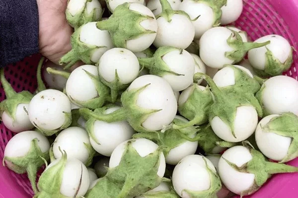 Bí quyết chọn cà pháo tươi