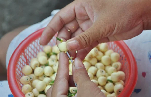 loại bỏ tim hạt sen