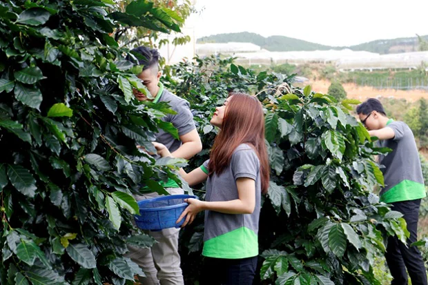 lựa chọn và thu hoạch cà phê lựa chọn và thu hoạch cà phê