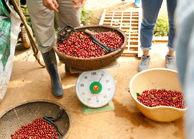 những trái cà phê được lựa chọn kỹ càng những trái cà phê được lựa chọn kỹ càng