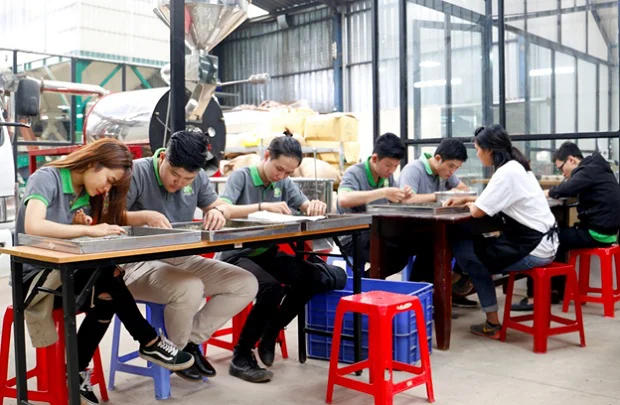 phân loại cà phê trước khi xay phân loại cà phê trước khi xay