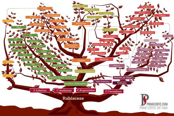 sơ đồ các giống cây cà phê