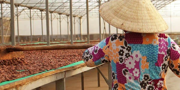 hạt cacao có hương vị tốt