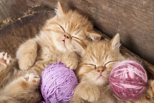 hình ảnh con mèo đang ngủ