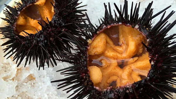 nhím biển giàu chất kẽm - tốt cho sức khỏe