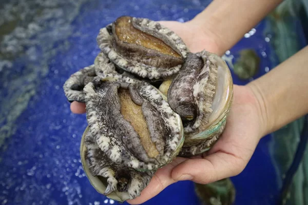 Cách bảo quản bào ngư