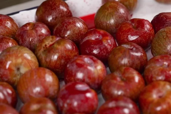 Mận rửa sạch, khứa các đường nhỏ