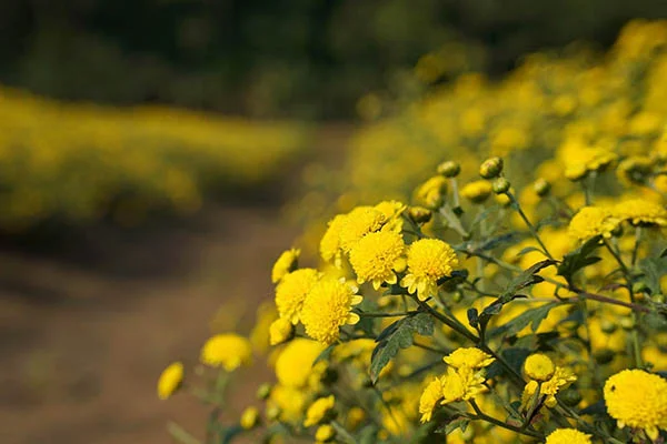 Hoa cúc thường được dùng để pha trà