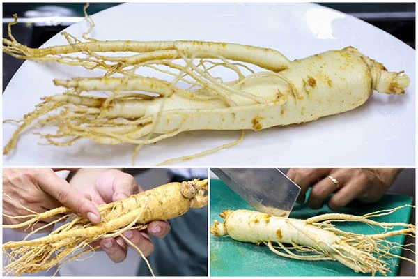 thông tin về nhân sâm Hàn Quốc