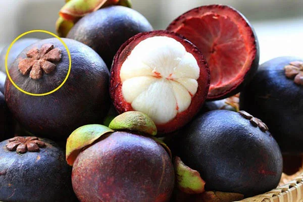 Phần bông hoa dưới đáy quả măng cụt
