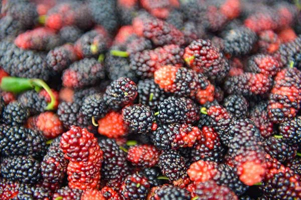 Dâu ngon khi chín có màu đỏ đậm