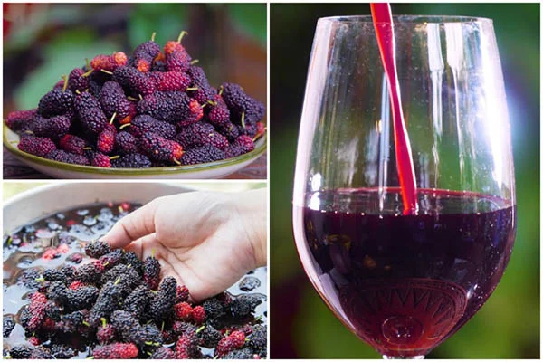 Nhâm nhi một chút rượu dâu tằm