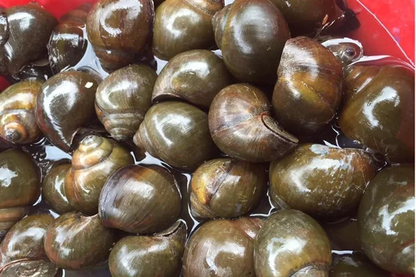 Cách chọn ốc tươi