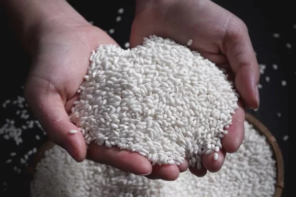 Chọn gạo nếp mới