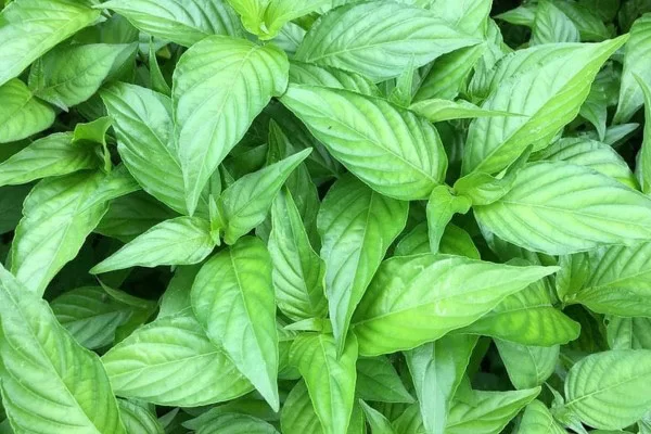 Tác dụng của lá cẩm