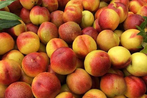 Cách chọn đào tươi để ngâm