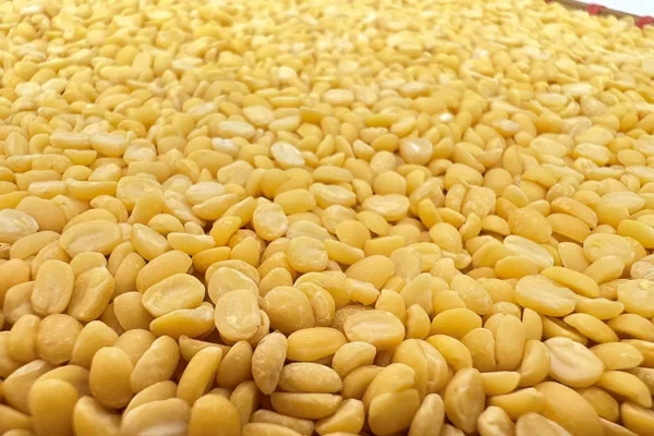 Chọn đậu xanh với bề mặt hạt đậu nhẵn