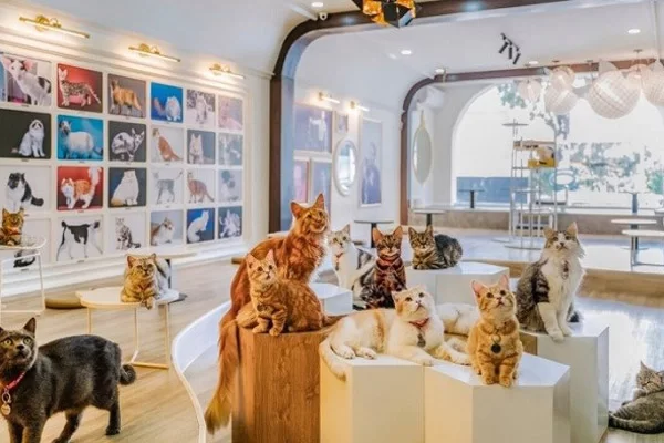 Mô Hình Cà Phê Thú Cưng