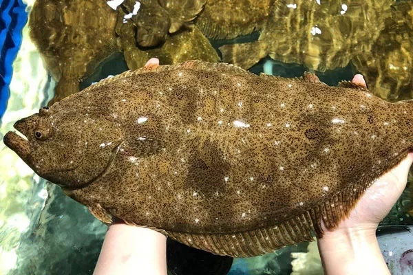 Cá Bơn là cá gì