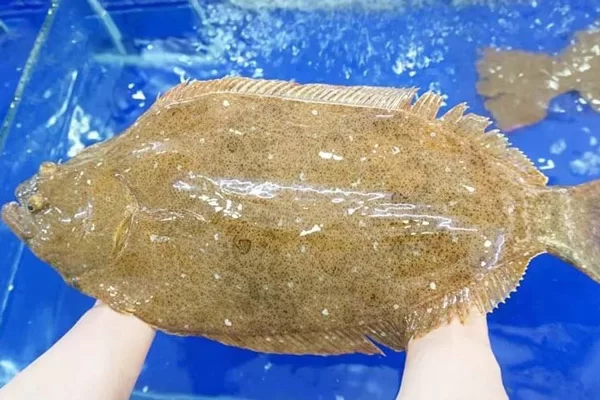 Cá bơn là nguyên liệu cao cấp