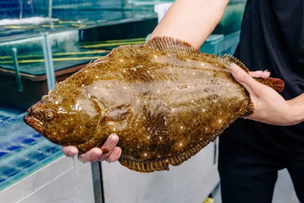 Giá trị dinh dưỡng của cá bơn