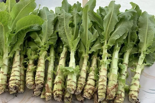 Rau tiến vua được trồng nhiều