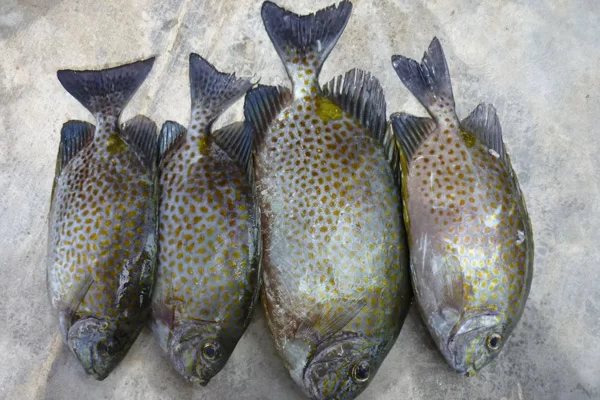 Cá Dìa Là Cá Gì?