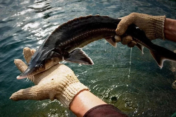 Cá Tầm Là Cá Gì?