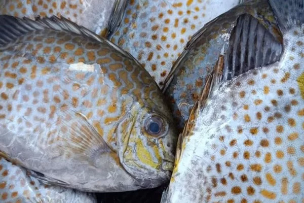 Cách Chọn Mua Cá Dìa Tươi Ngon