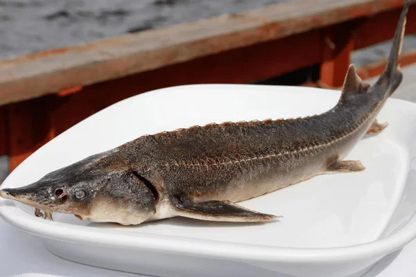 Cách Sơ Chế Cá Tầm Không Bị Tanh