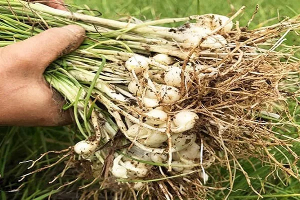 Có Thể Trồng Củ Nén Tại Nhà Không?