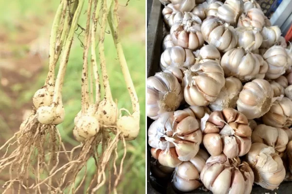 Củ Nén Có Giống Tỏi Không