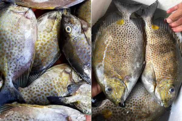 Đặc Điểm Nổi Bật Của Cá Dìa