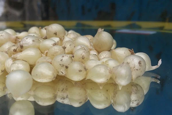 Giá Trị Dinh Dưỡng Của Củ Nén