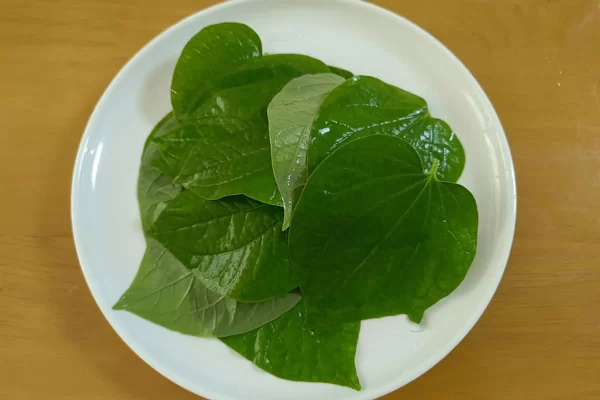 Lá lốt có cần trụng sơ qua trước khi cuốn không?