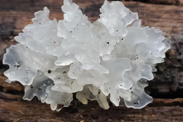 Nấm Tuyết Là Gì?