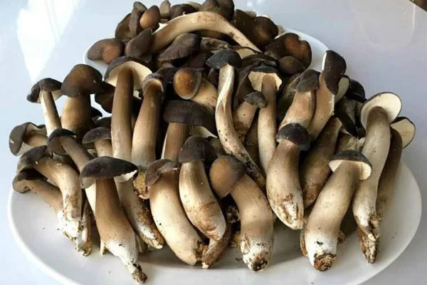 Ăn Nấm Mối Tác Dụng Gì