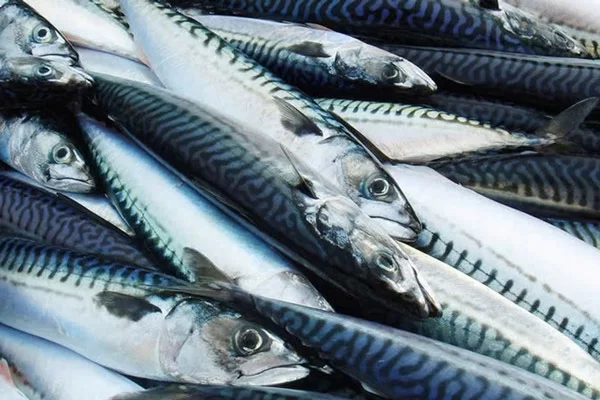 Cá Nục Là Cá Gì