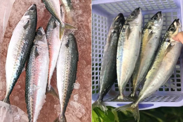 Nên Chọn Loại Cá Nục Nào Để Kho Măng Ngon