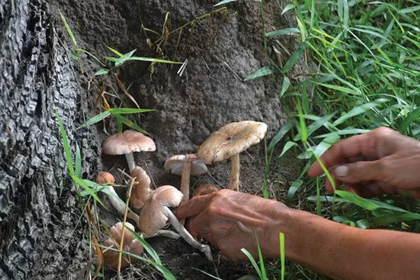 Những Lưu Ý Khi Chọn Nấm Mối