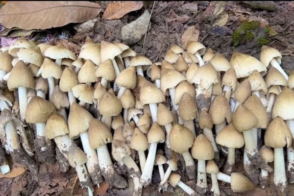 Tại Sao Nấm Mối Được Ưa Chuộng