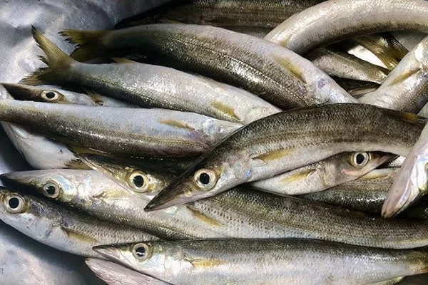 Gía Trị Dinh Dưỡng Của Cá Nhồng