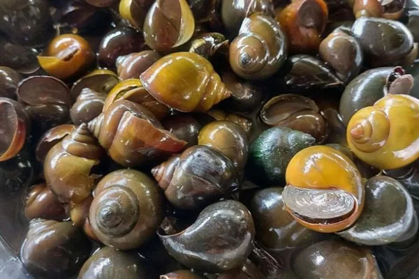 Hướng Dẫn Chọn Ốc Tươi Ngon