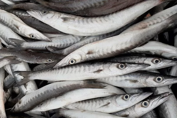 món ngon cá nhồng