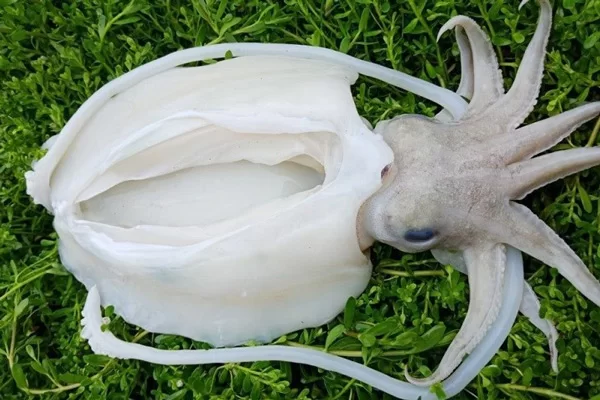 Mực nang có tuổi thọ trung bình từ 1 - 2 năm -